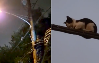 Philadelphia Cowboy Cat Wrangler saves tightrope-walking cat on electrical lines, Bob Lynch