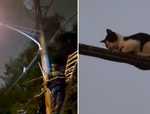 Philly Rescuer’s Harrowing Nighttime Rescue of Tightrope-Walking Cat
