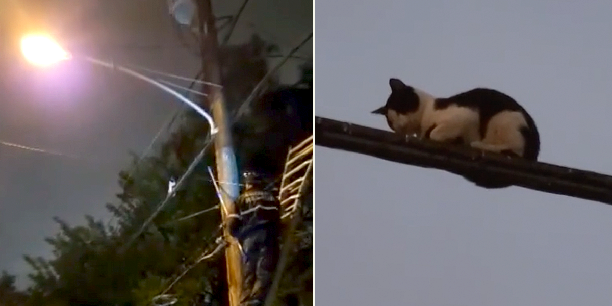 Philadelphia Cowboy Cat Wrangler saves tightrope-walking cat on electrical lines, Bob Lynch