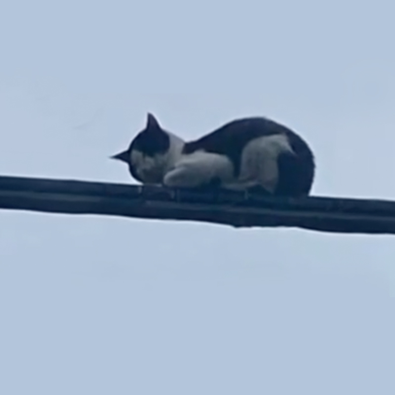 Tightrope Cat