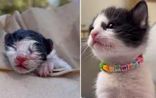 Camryn Frederickson finds Cowboy the kitten on a sidewalk, Los Angeles