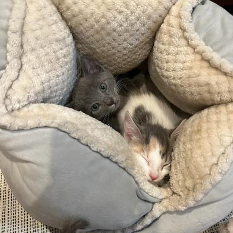 Crunch and Goobers in a cozy bed