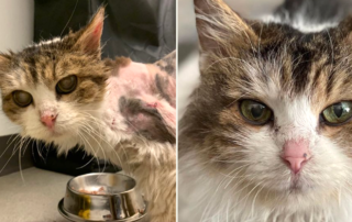 Ethel the senior cat rescue, Timber's Legacy, Glendale, Queens, NY