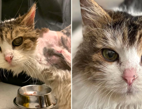 Despite Everything, Lovable Senior Cat Ethel is ‘Ridiculously Friendly’ to Rescuers