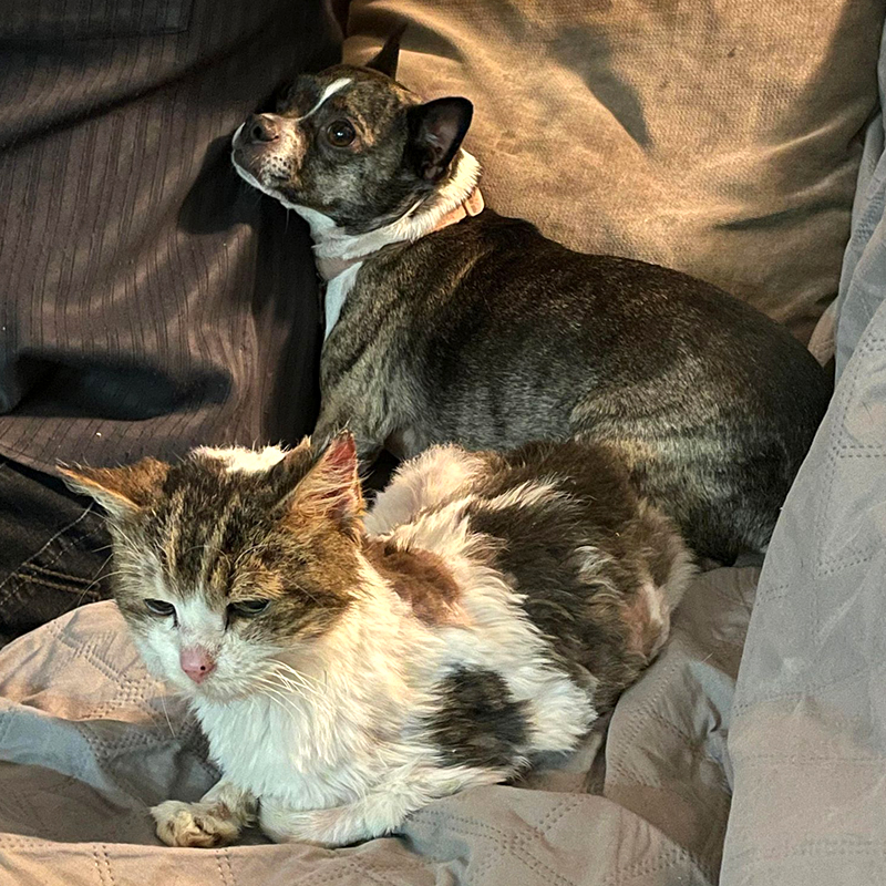 Gracie and his buddy the senior rescued cat