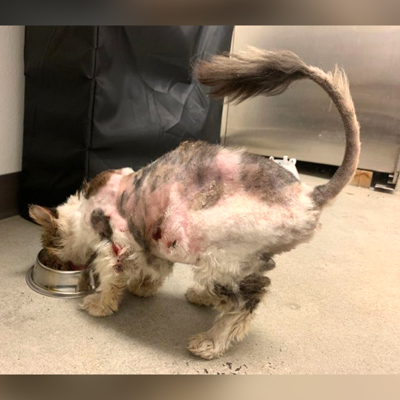 Ethel the senior cat had been shaven for badly matted fur but it wounded her skin.