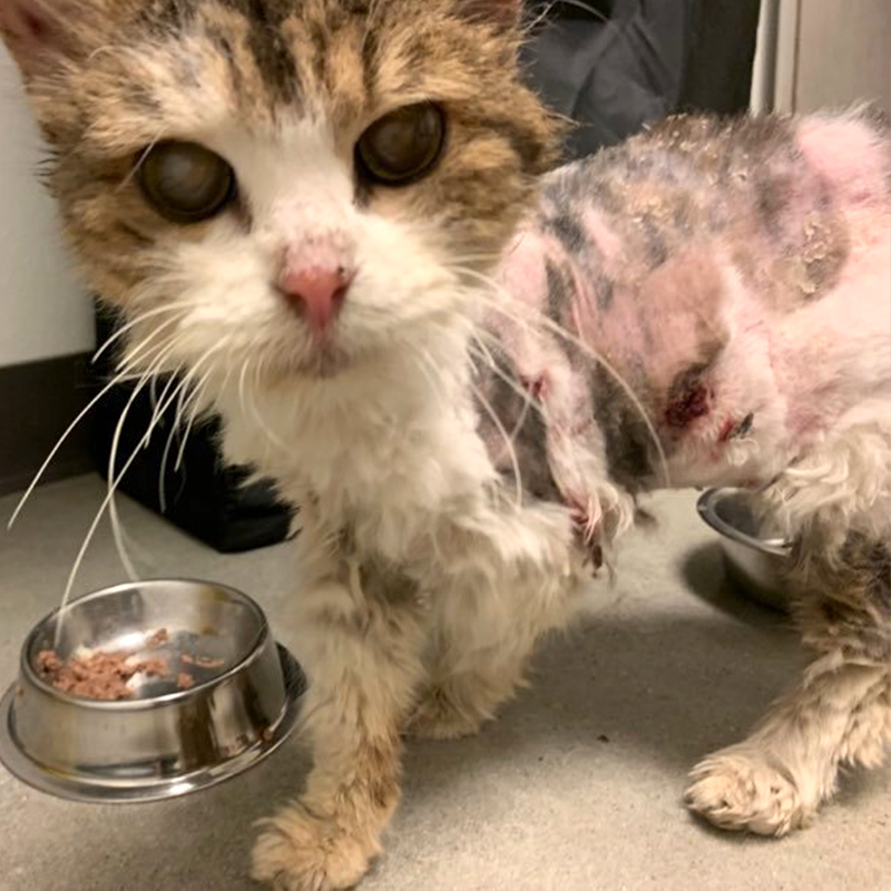 Ethel the 20-year-old rescued cat looks at camera, Queens, NY