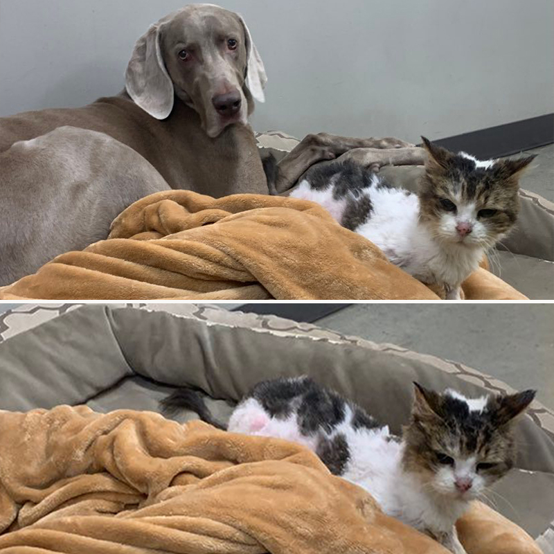 Ethel makes a friend, Norbert the Weimaraner