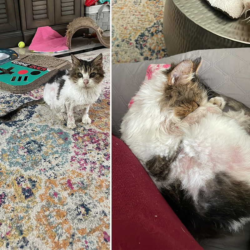 senior rescued cat with diabetes improves and lounges in foster care in Queens, NY