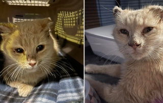 All Cats Rescue, Sioux Falls, South Dakota, Evie, Cat, Frostbite, hypothermia, left out in the cold