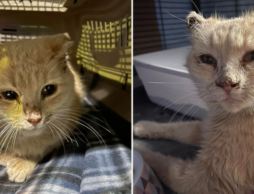 Rescuers Spend New Year’s Eve Saving Evie the Cat Left Outside with Frostbite