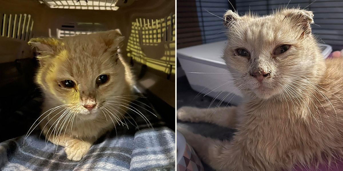 All Cats Rescue, Sioux Falls, South Dakota, Evie, Cat, Frostbite, hypothermia, left out in the cold