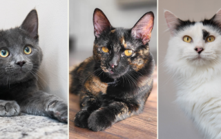 Feline Friends Chicago, forever homes, cats, kittens, featured Dewberry, Ruby, and Maxine