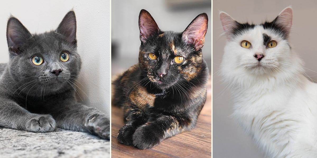 Feline Friends Chicago, forever homes, cats, kittens, featured Dewberry, Ruby, and Maxine