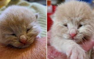 Furrr 911 rescuers, Westchester County, NY, kitten rescued by dog