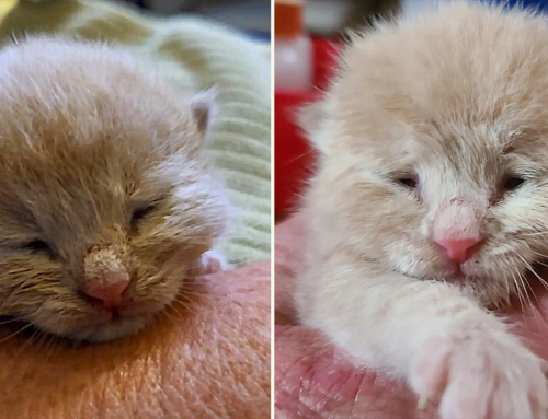 Rescuers Get a Surprise When They Find Out Who ‘Saved’ This Kitten