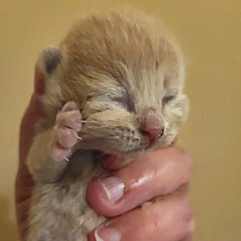 TIny neonatal foster kitten, Westchester County, NY