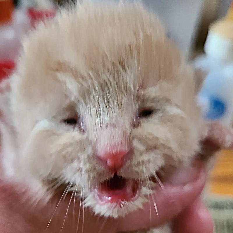 Chubby Cheeks, kitten 'rescued' by dog, opens eyes for the first time