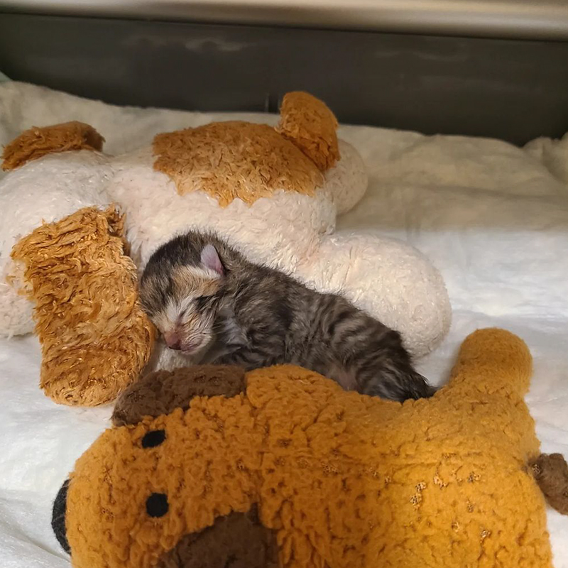 Neonatal kitten in incubator with stuffed animals for comfort