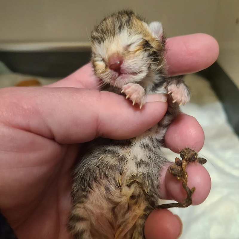 Neonatal kitten saved by rescuers from Furrr 911, Westchester County, NY