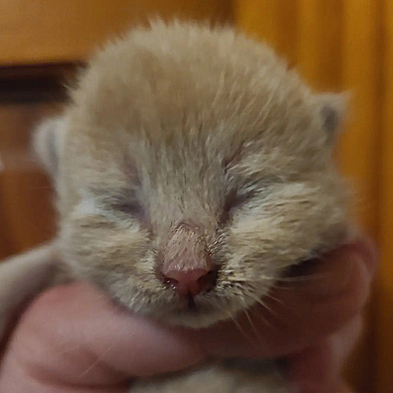 newborn golden kitten carried into Westchester County NY home by a dog