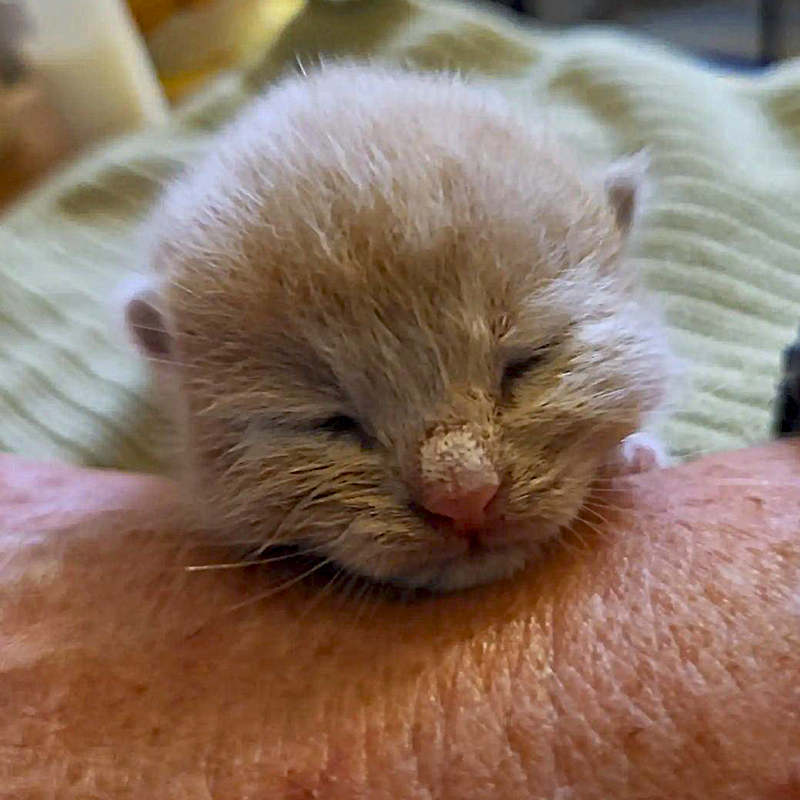Tiny golden kitten with foster mom's arm