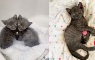 Harry and Ronnie kittens, Lil Foster Babes, Baby Kitten Rescue, Los Angeles, Pie Chiu, Silver tabby, grey kittens