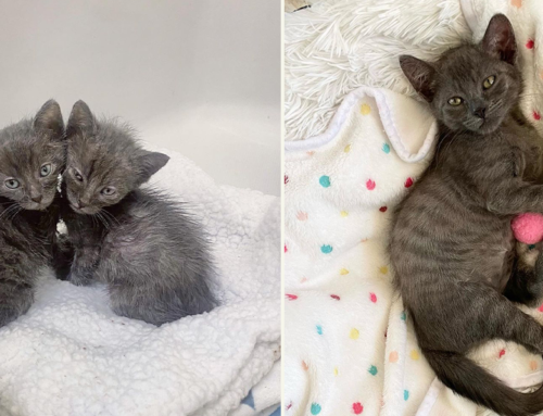 Shelter Kittens Harry and Ronnie Have ‘Coolest Spots and Stripes’ Foster Mom Has Seen