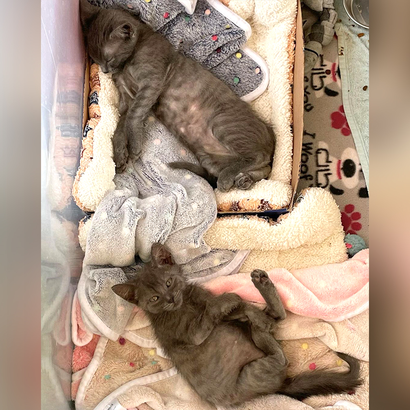 Grey kittens in their enclosure