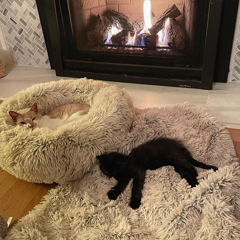 Vamp/Laszlo sleeping on a white rug by the fireplace with a new cat sibling