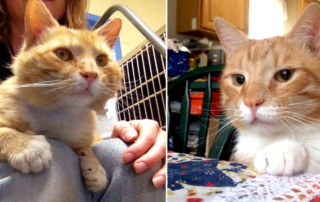 Kay Mac, Senior cat with FIV named Lenny, Philadelphia, ACCT Philly