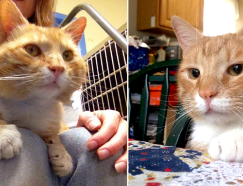 Lenny’s Inspirational Life Shows Why It’s Important To Advocate For FIV+ Cats