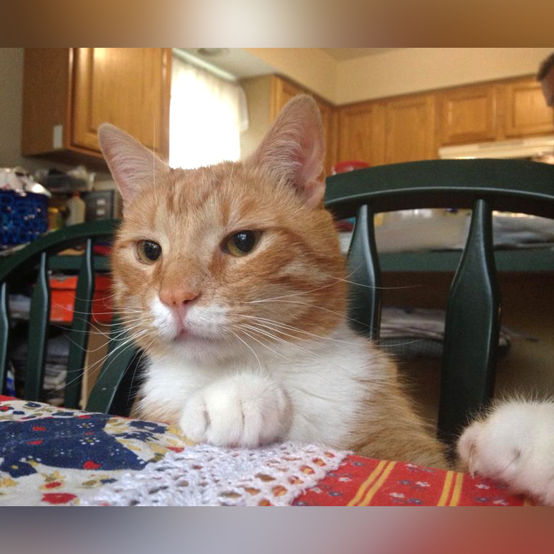 Lenny the FIV+ cat at a table