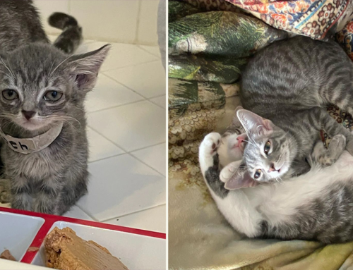 Rescued Kitten Sisters, Lilo and Nani Go from Shelter to Paradise