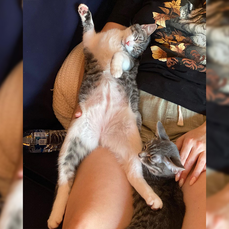 Nani sprawling out on mama's legs, Ohana Kittens