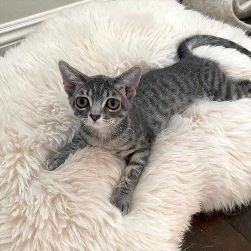Lilo the kitten on a big white bed