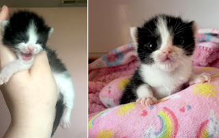 Louise the foster kitten, Rachel and Addison Chandler, Oklahoma City, Oklahoma, thechronicfoster