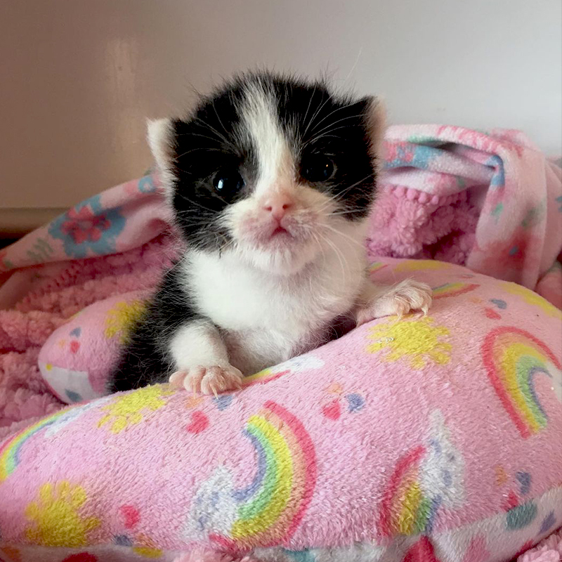 Louise the black and white foster kitten from Oklahoma City