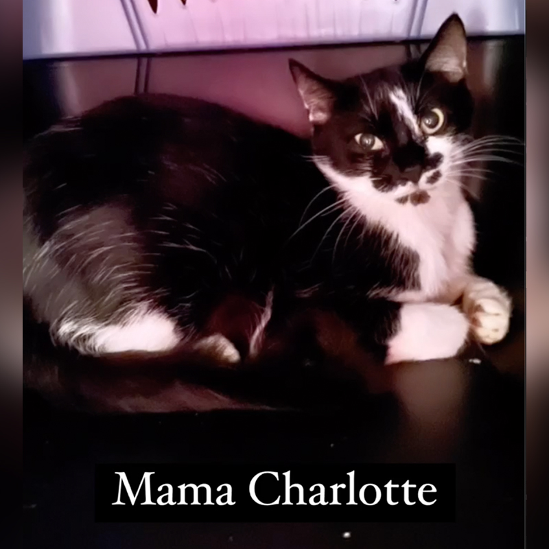 Mama Charlotte, Charlotte's Web, Charlottes Web