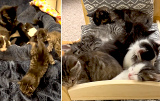 Foster mama cat Noodle and her pasta Kitties, TikTok, michelleski19, Wisconsin Humane Society