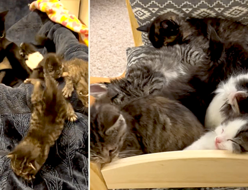 Mama Cat Noodles’ ‘Pasta Babies’ Start Bubbling Over the Nest with Cuteness!