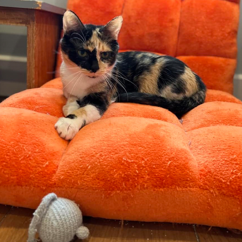 Mama Whiskey calico cat, Sophia L’Orange Kitten Rescue, Connecticut