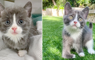 Mel Lamprey, Tulip, Radial Hypoplasia, Radial Aplasia, Pumpkin Patch Pet Rescue, Los Angeles