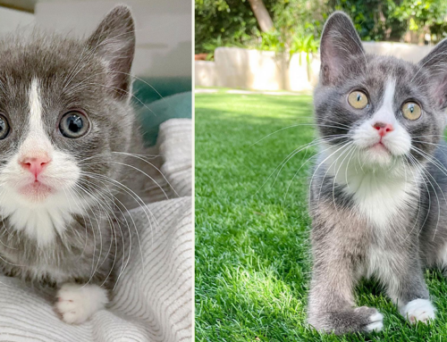 Tulip, the ‘Perfectly Imperfect’ Kitten Lets Nothing Stop Her in Foster Home