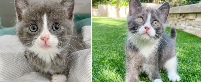 Mel Lamprey, Tulip, Radial Hypoplasia, Radial Aplasia, Pumpkin Patch Pet Rescue, Los Angeles