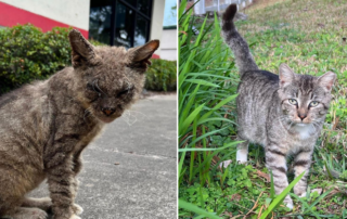 Cecil with and without scabies.
