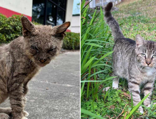 Cecil the Cat Has Amazing Glow-Up After Rescue with Severe Scabies