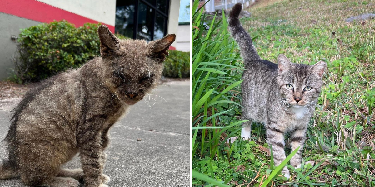 Cecil with and without scabies.