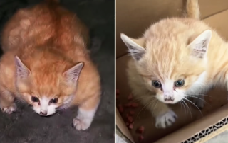Naer, cat with bloated body, viral video, Hong Kong