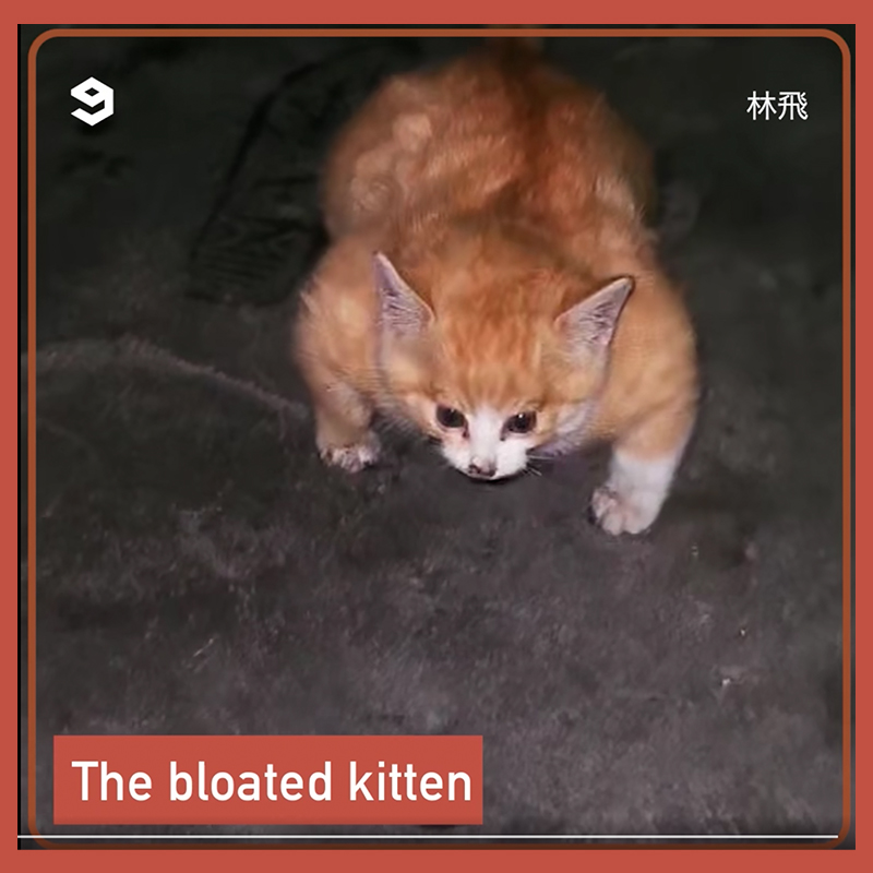 Kitten with bloated body, viral video from Hong Kong, Meowed, 9GAG TV
